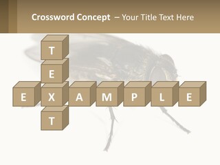 A Close Up Of A Fly On A White Background PowerPoint Template