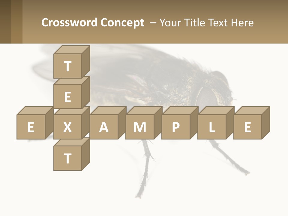 A Close Up Of A Fly On A White Background PowerPoint Template