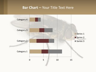 A Close Up Of A Fly On A White Background PowerPoint Template