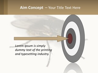 A Close Up Of A Fly On A White Background PowerPoint Template