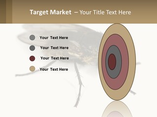 A Close Up Of A Fly On A White Background PowerPoint Template