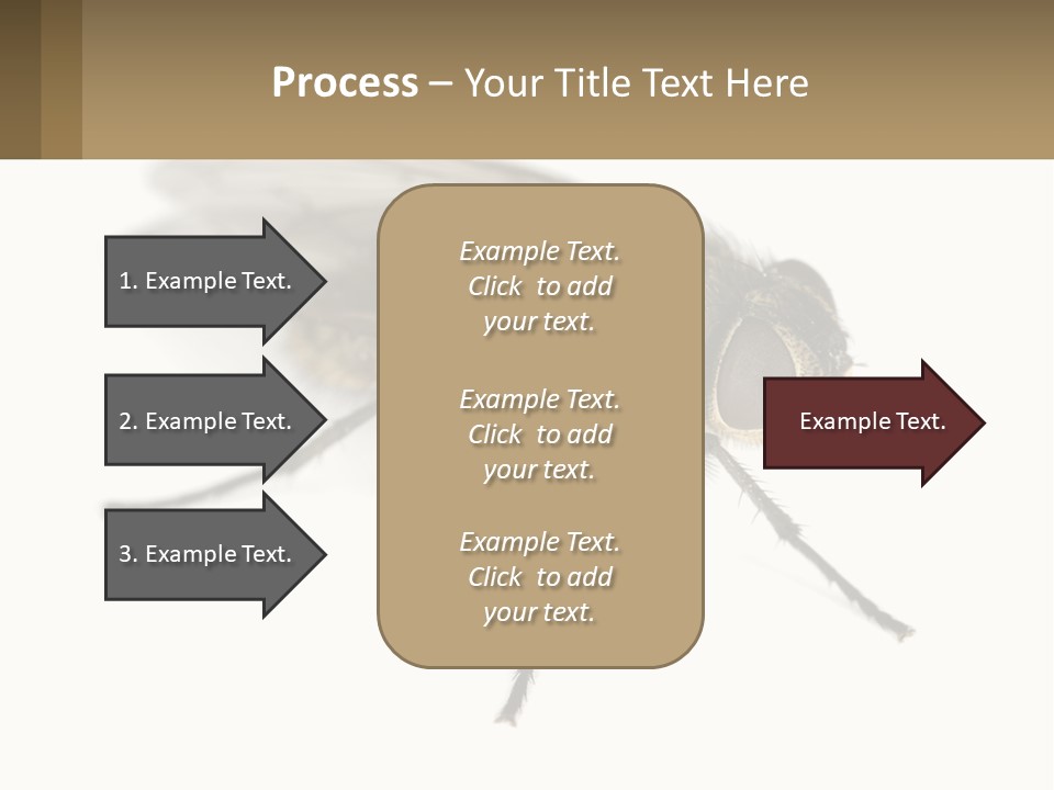 A Close Up Of A Fly On A White Background PowerPoint Template