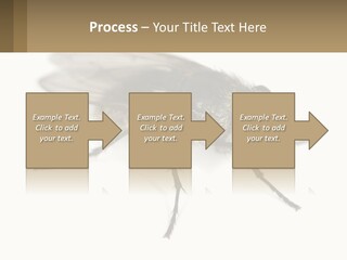 A Close Up Of A Fly On A White Background PowerPoint Template