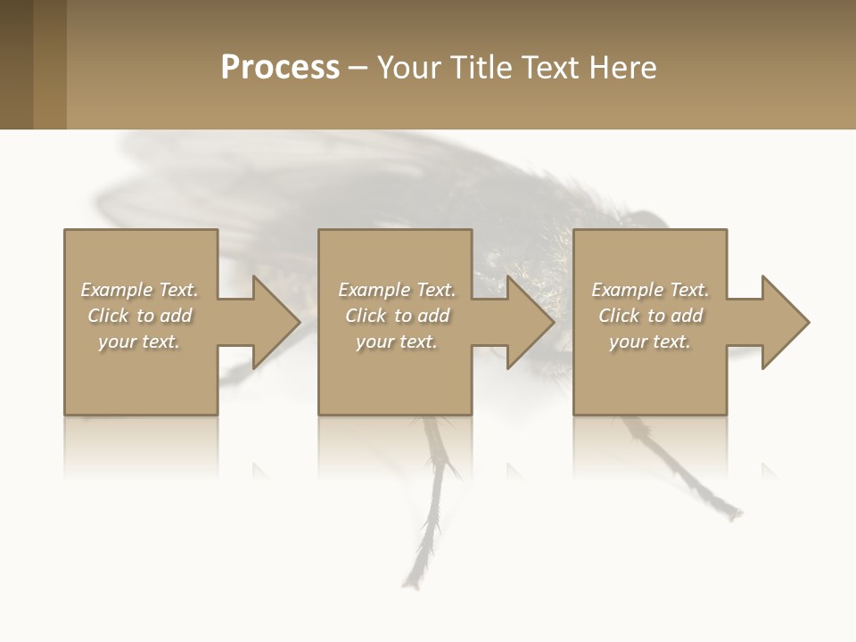 A Close Up Of A Fly On A White Background PowerPoint Template