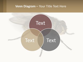 A Close Up Of A Fly On A White Background PowerPoint Template