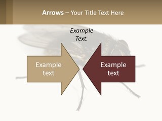 A Close Up Of A Fly On A White Background PowerPoint Template