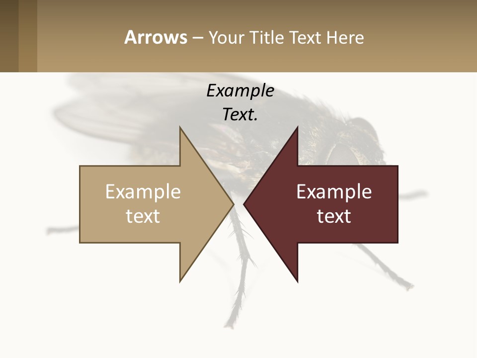 A Close Up Of A Fly On A White Background PowerPoint Template