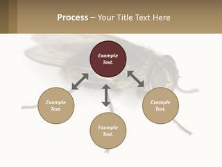 A Close Up Of A Fly On A White Background PowerPoint Template