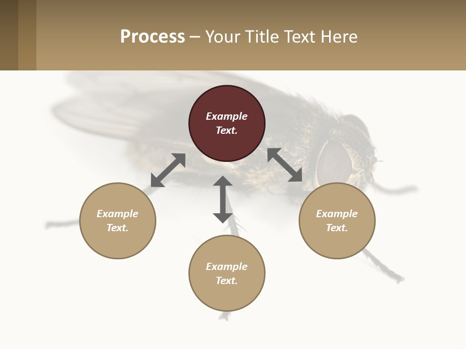 A Close Up Of A Fly On A White Background PowerPoint Template