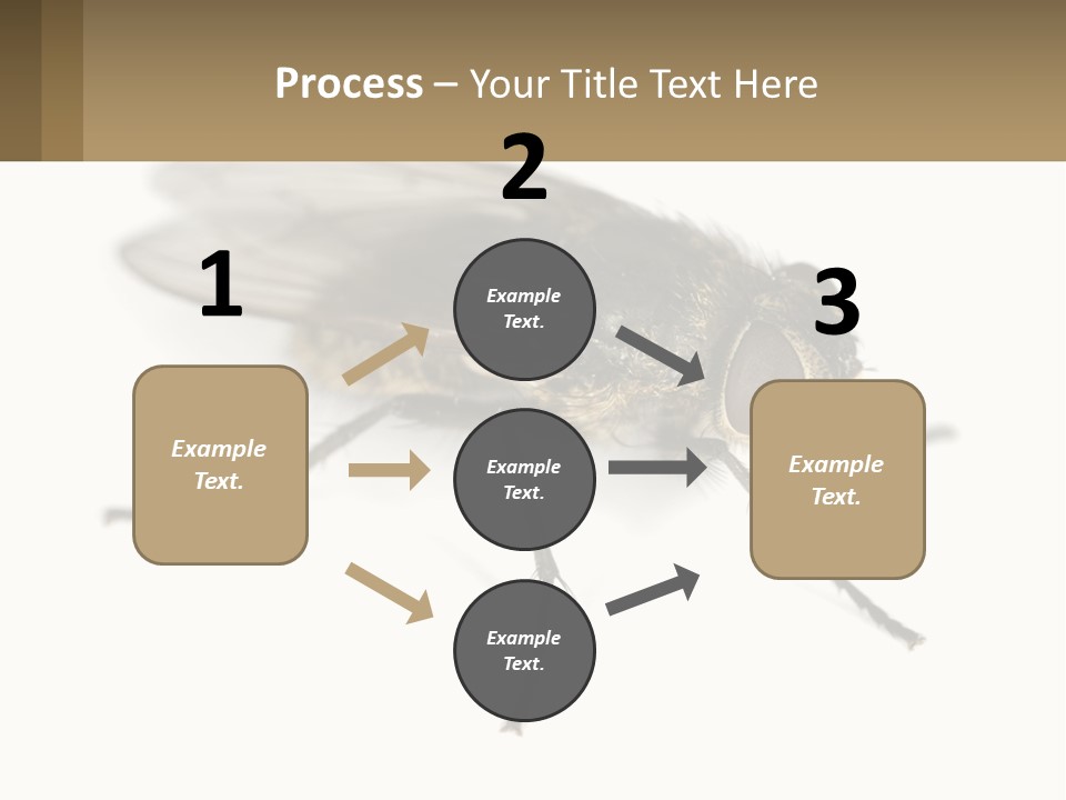A Close Up Of A Fly On A White Background PowerPoint Template