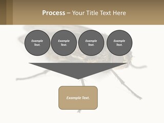 A Close Up Of A Fly On A White Background PowerPoint Template