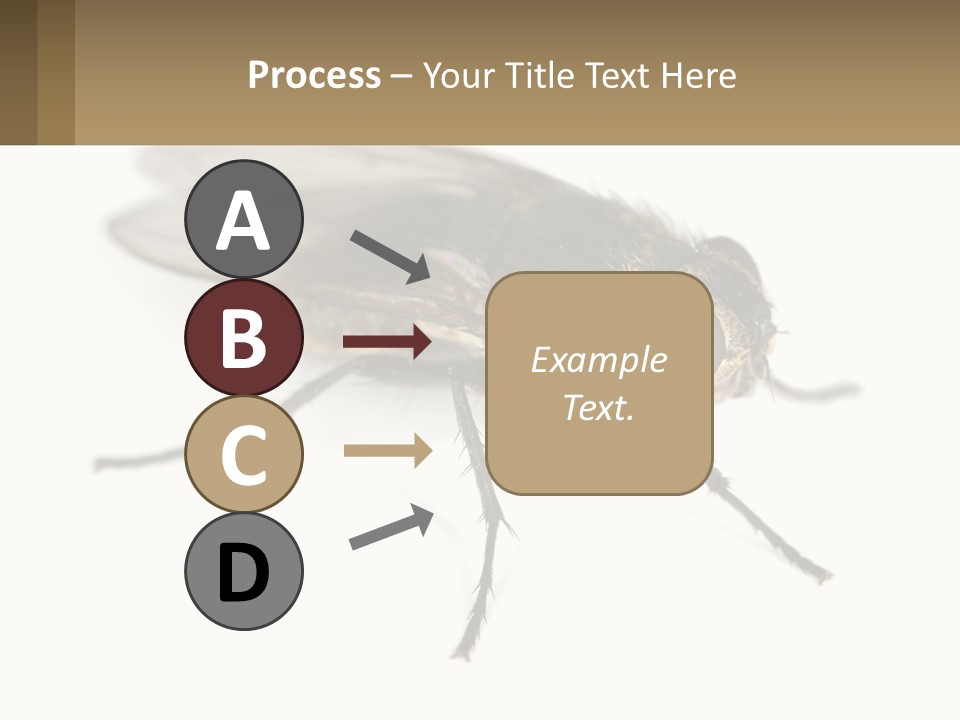A Close Up Of A Fly On A White Background PowerPoint Template