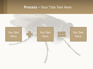 A Close Up Of A Fly On A White Background PowerPoint Template
