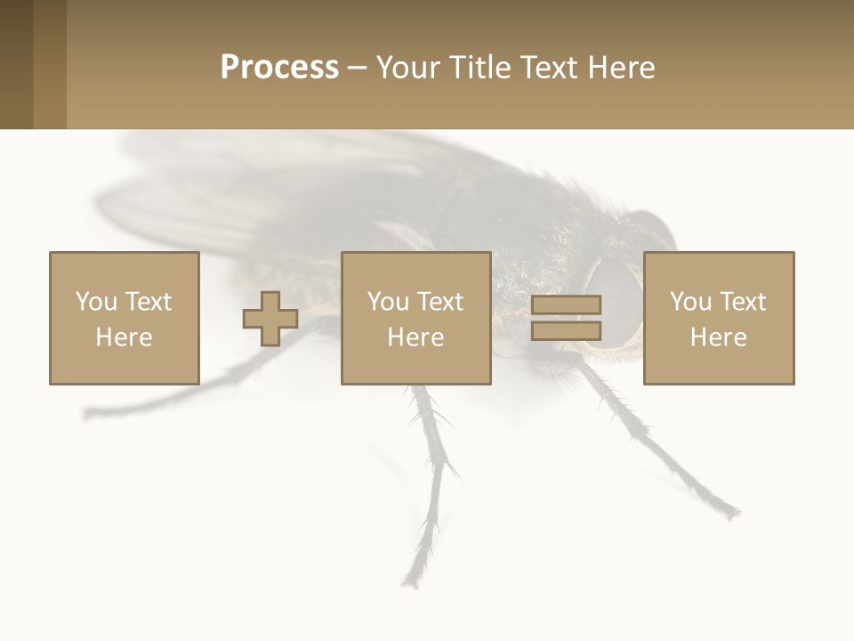 A Close Up Of A Fly On A White Background PowerPoint Template