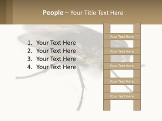 A Close Up Of A Fly On A White Background PowerPoint Template