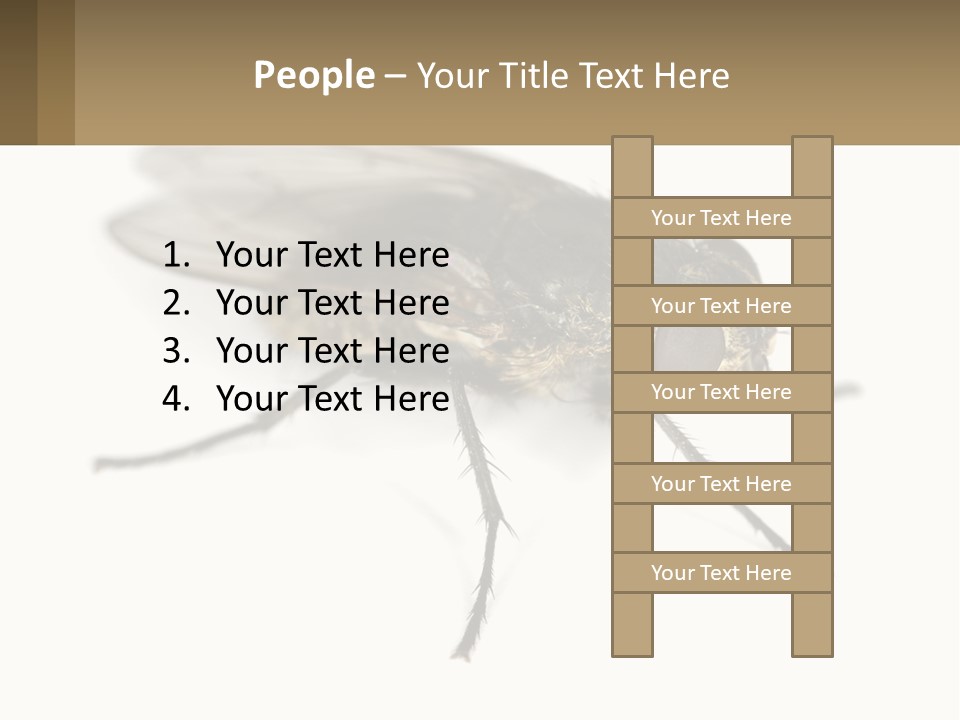 A Close Up Of A Fly On A White Background PowerPoint Template