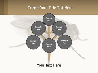 A Close Up Of A Fly On A White Background PowerPoint Template