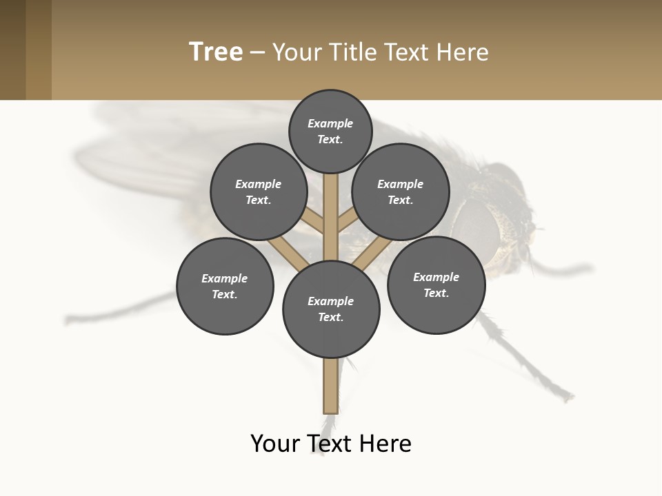 A Close Up Of A Fly On A White Background PowerPoint Template