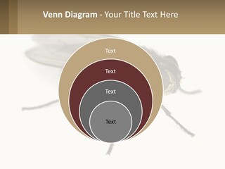 A Close Up Of A Fly On A White Background PowerPoint Template