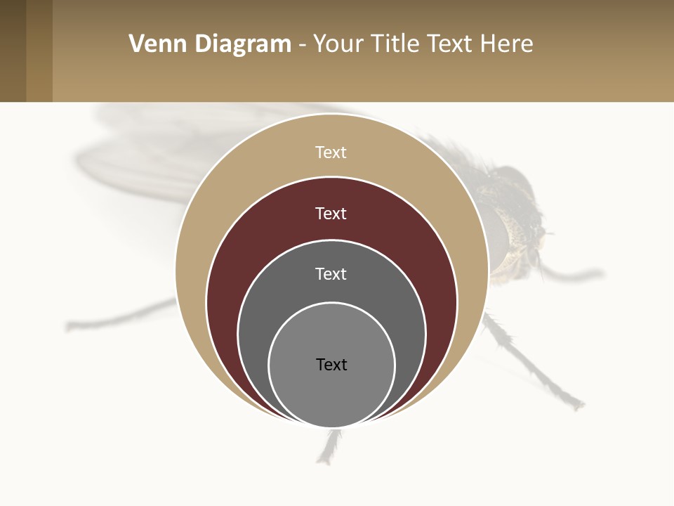 A Close Up Of A Fly On A White Background PowerPoint Template