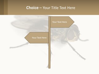 A Close Up Of A Fly On A White Background PowerPoint Template