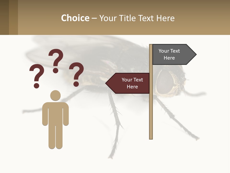 A Close Up Of A Fly On A White Background PowerPoint Template