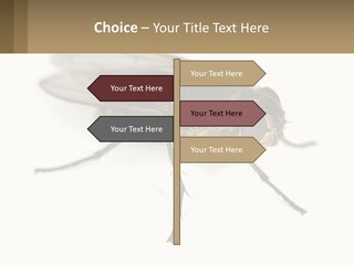 A Close Up Of A Fly On A White Background PowerPoint Template