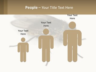 A Close Up Of A Fly On A White Background PowerPoint Template