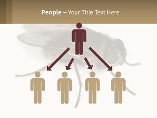 A Close Up Of A Fly On A White Background PowerPoint Template