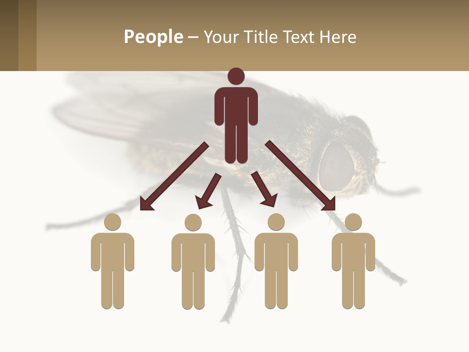 A Close Up Of A Fly On A White Background PowerPoint Template