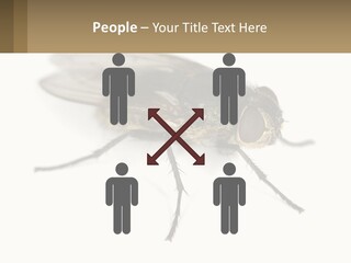 A Close Up Of A Fly On A White Background PowerPoint Template