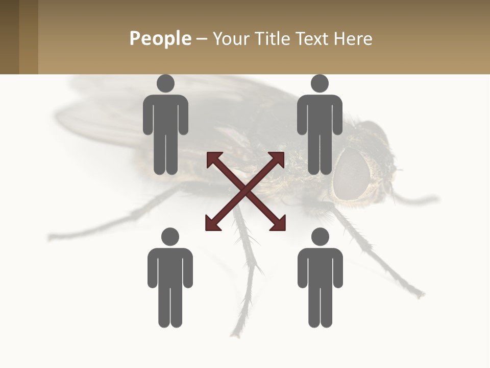 A Close Up Of A Fly On A White Background PowerPoint Template