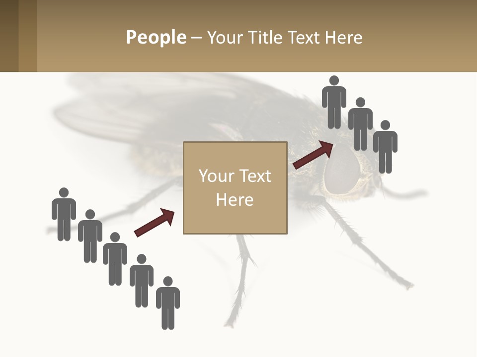 A Close Up Of A Fly On A White Background PowerPoint Template