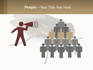 A Close Up Of A Fly On A White Background PowerPoint Template