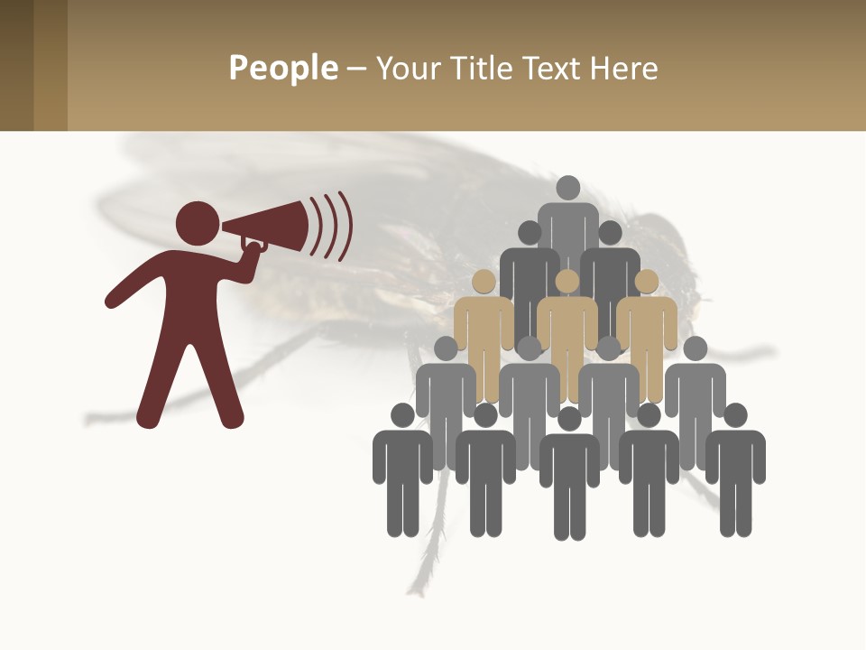 A Close Up Of A Fly On A White Background PowerPoint Template