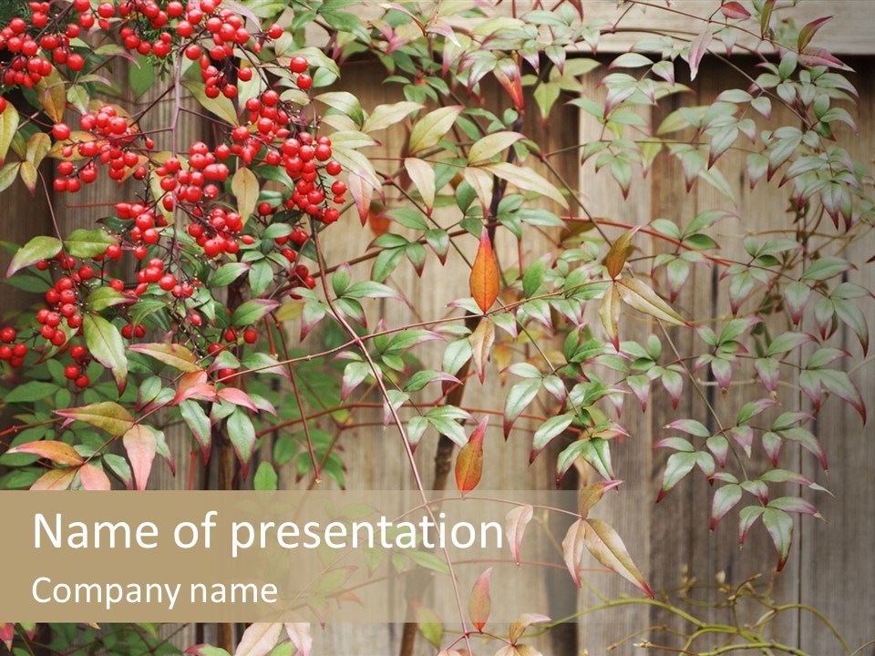 A Bunch Of Red Berries On A Tree In Front Of A Fence PowerPoint Template