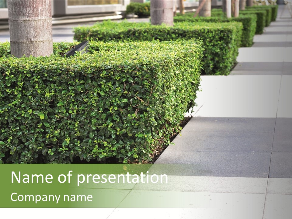 A Row Of Hedges On A Sidewalk In Front Of A Building PowerPoint Template