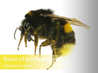 A Close Up Of A Bee On A White Background PowerPoint Template