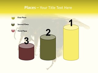 A Close Up Of A Bee On A White Background PowerPoint Template