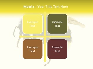 A Close Up Of A Bee On A White Background PowerPoint Template