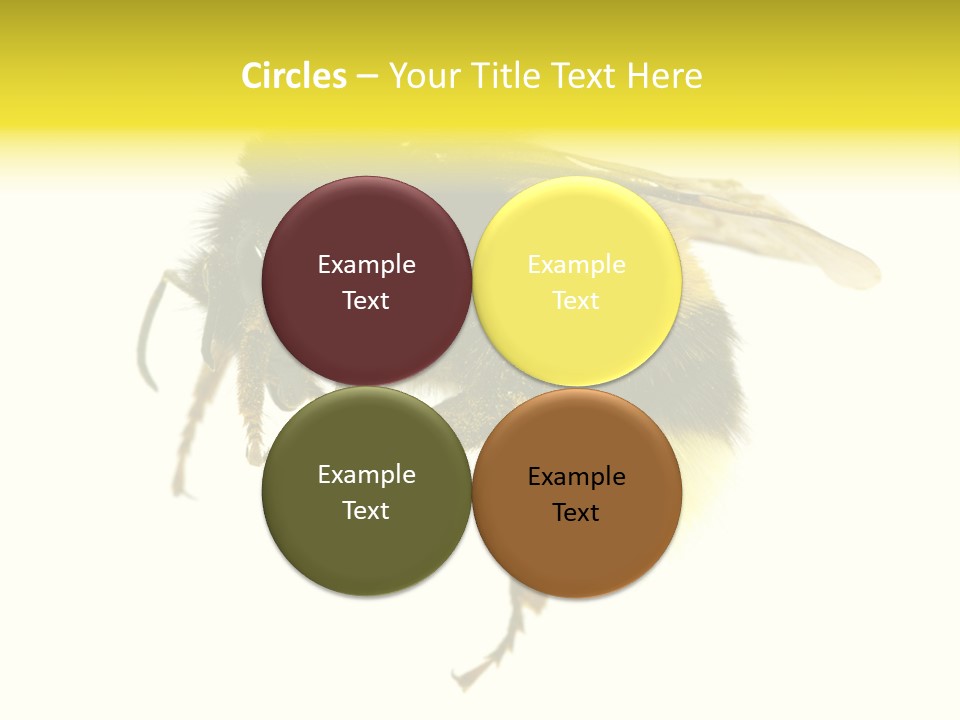 A Close Up Of A Bee On A White Background PowerPoint Template