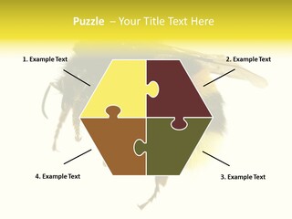 A Close Up Of A Bee On A White Background PowerPoint Template