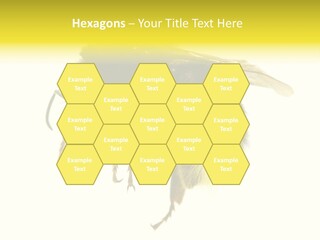 A Close Up Of A Bee On A White Background PowerPoint Template