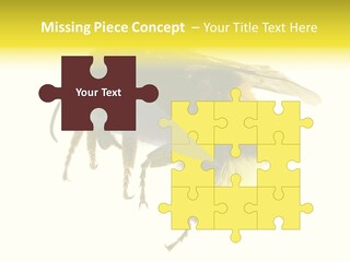 A Close Up Of A Bee On A White Background PowerPoint Template