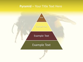 A Close Up Of A Bee On A White Background PowerPoint Template
