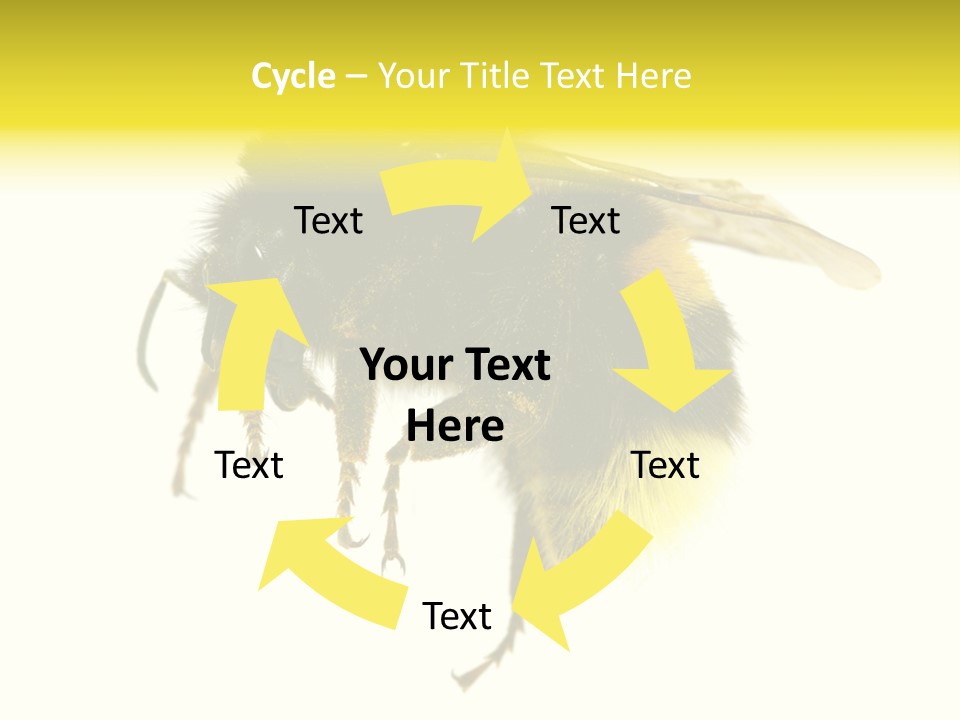 A Close Up Of A Bee On A White Background PowerPoint Template