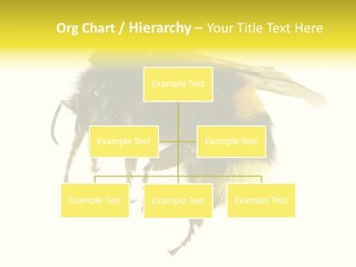 A Close Up Of A Bee On A White Background PowerPoint Template