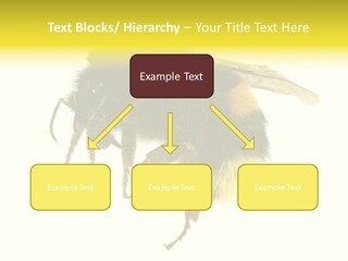 A Close Up Of A Bee On A White Background PowerPoint Template