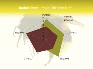 A Close Up Of A Bee On A White Background PowerPoint Template