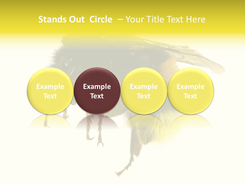 A Close Up Of A Bee On A White Background PowerPoint Template